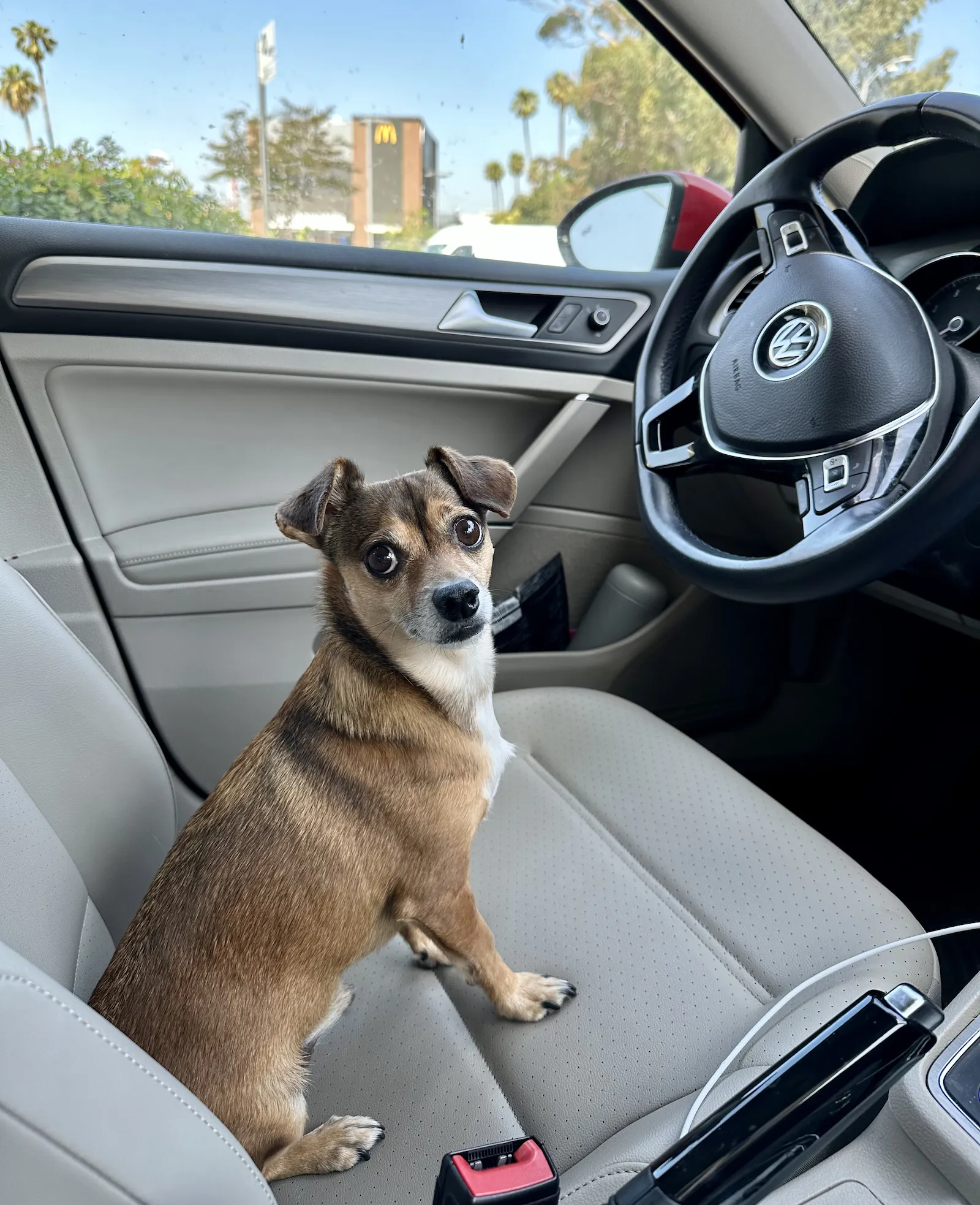 My small Chihuahua mix dog sits in the drivers seat of a car. McDonald's is blurry in the background.